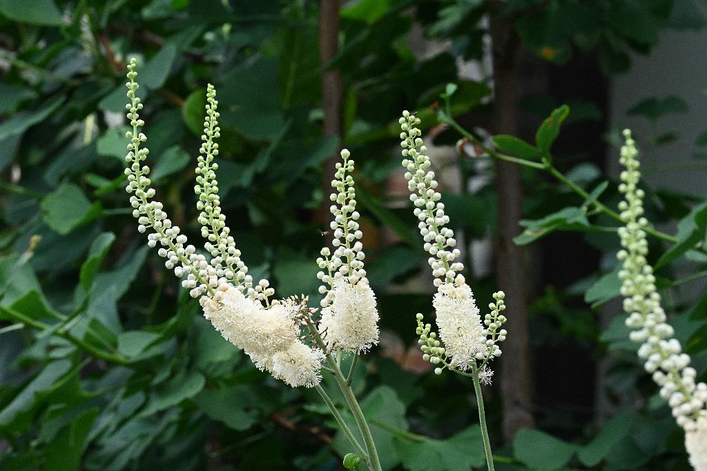 2025-07119509 Tower Hill Botanic Garden, MA.JPG - Black Cohosh (Actaea matsumurae). New England Botanic Garden at Tower Hill, MA, 7-11-2025